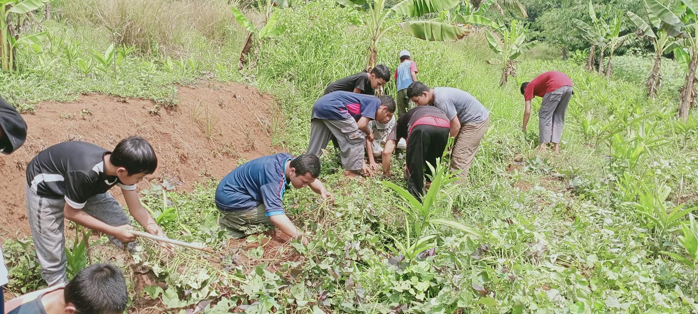 Santri bergotong royong di kebun